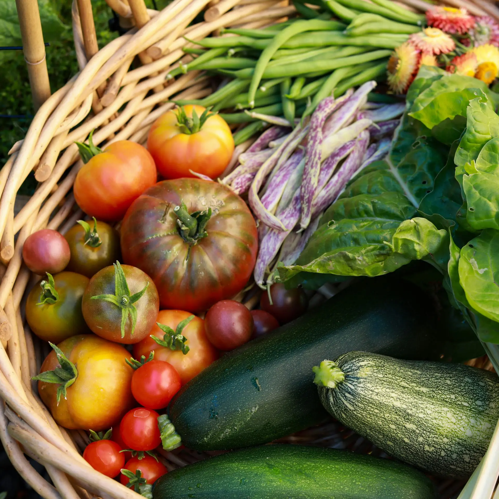 food harvested for medicine